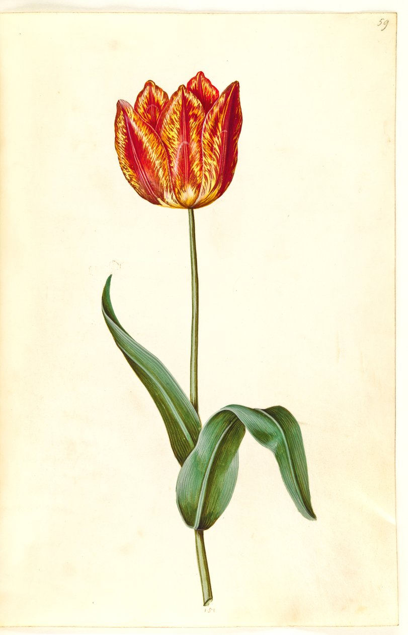 Tulipa gesneriana (tulipan) autorstwa Hans Simon Holtzbecker