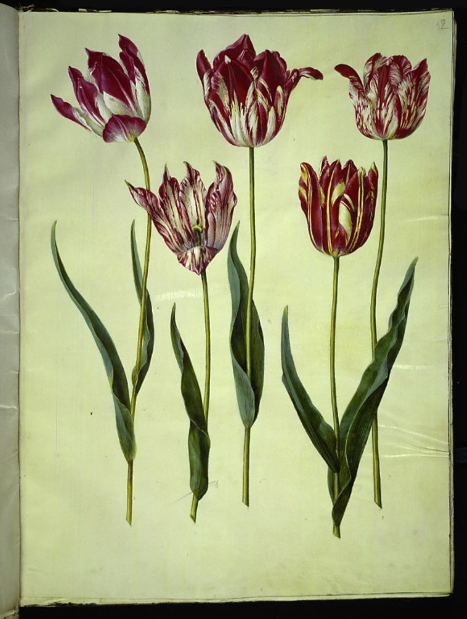 Tulipa gesneriana (tulipan) autorstwa Hans Simon Holtzbecker
