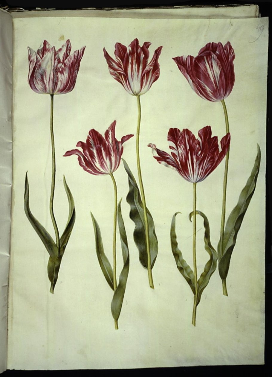 Tulipa gesneriana (tulipan) autorstwa Hans Simon Holtzbecker