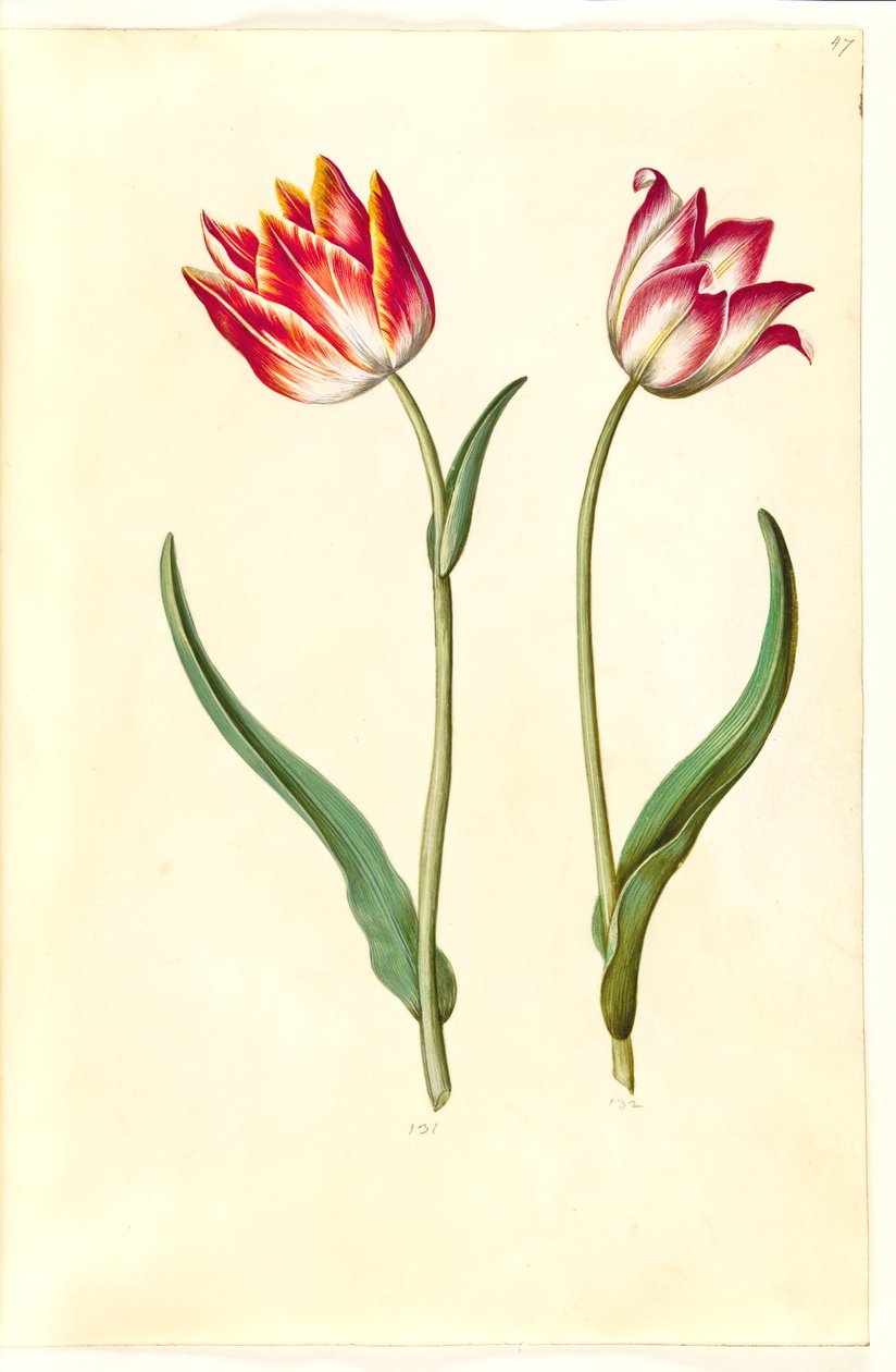 Tulipa gesneriana (tulipan) autorstwa Hans Simon Holtzbecker