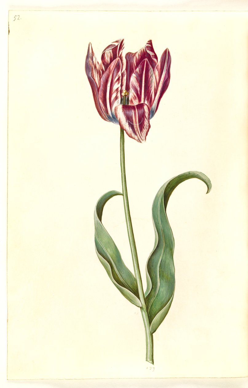 Tulipa gesneriana (tulipan) autorstwa Hans Simon Holtzbecker