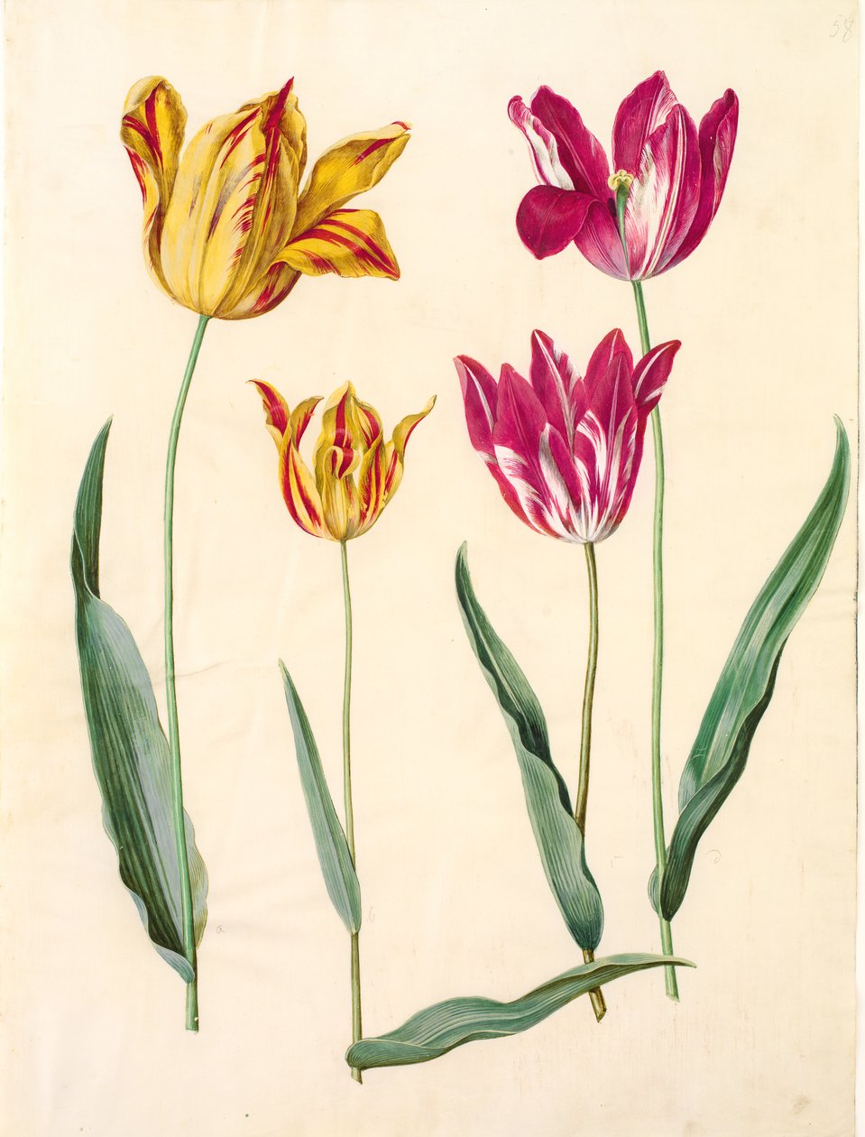 Tulipa gesneriana (tulipan) autorstwa Hans Simon Holtzbecker