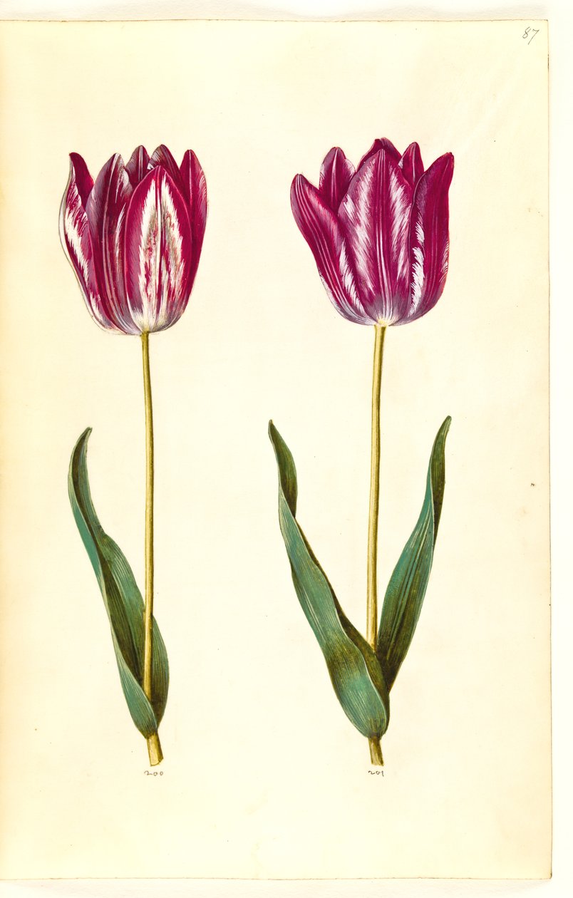 Tulipa gesneriana (tulipan) autorstwa Hans Simon Holtzbecker
