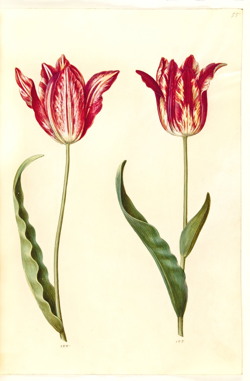 Tulipa gesneriana (have-tulipan)   1281266   pl       polish Successfully Translated  Original: Trapping in the Adirondacks, from Every Saturday, December 24, 1870 Translat: Trapping in the Adirondacks, from Every Saturday, December 24, 1870 1337712 pl pol autorstwa Hans Simon Holtzbecker
