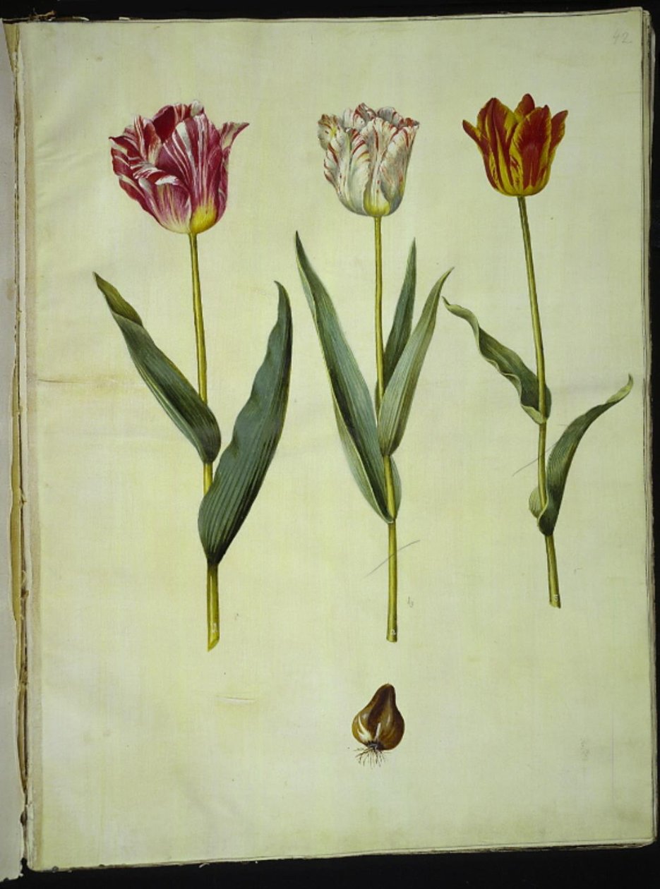 Tulipa gesneriana (tulipan) autorstwa Hans Simon Holtzbecker