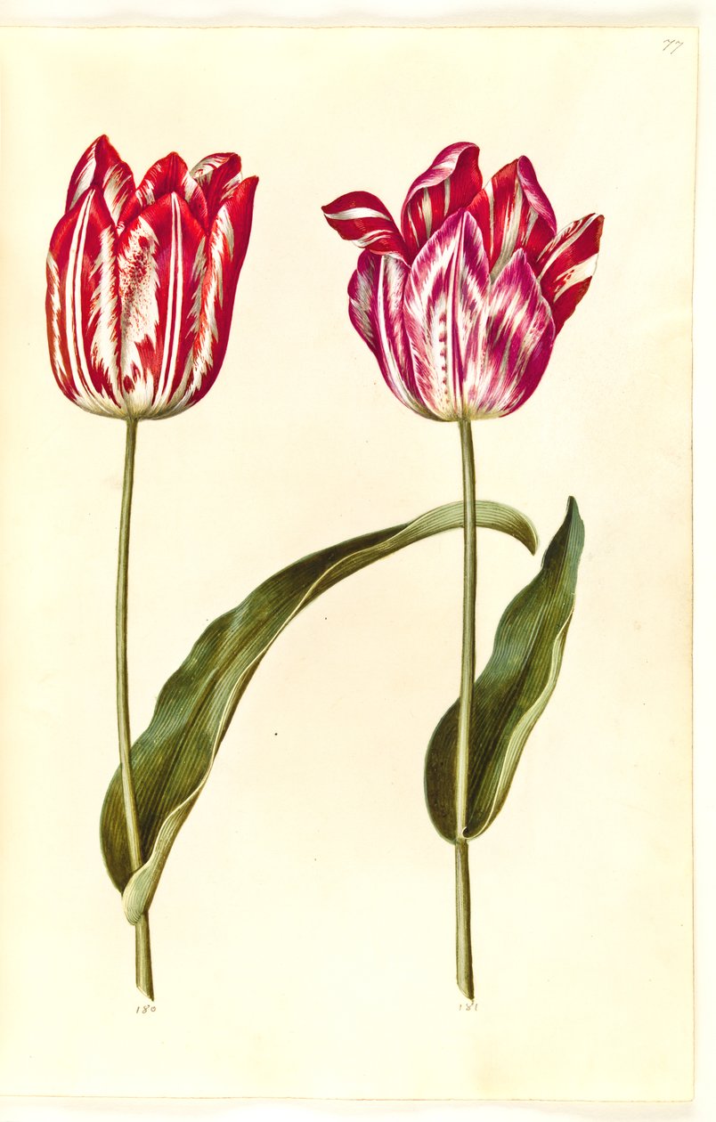 Tulipa gesneriana (tulipan) autorstwa Hans Simon Holtzbecker