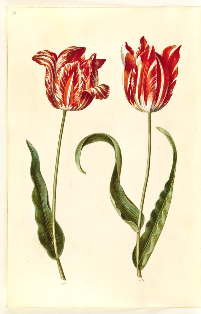 Tulipa gesneriana (tulipan) autorstwa Hans Simon Holtzbecker