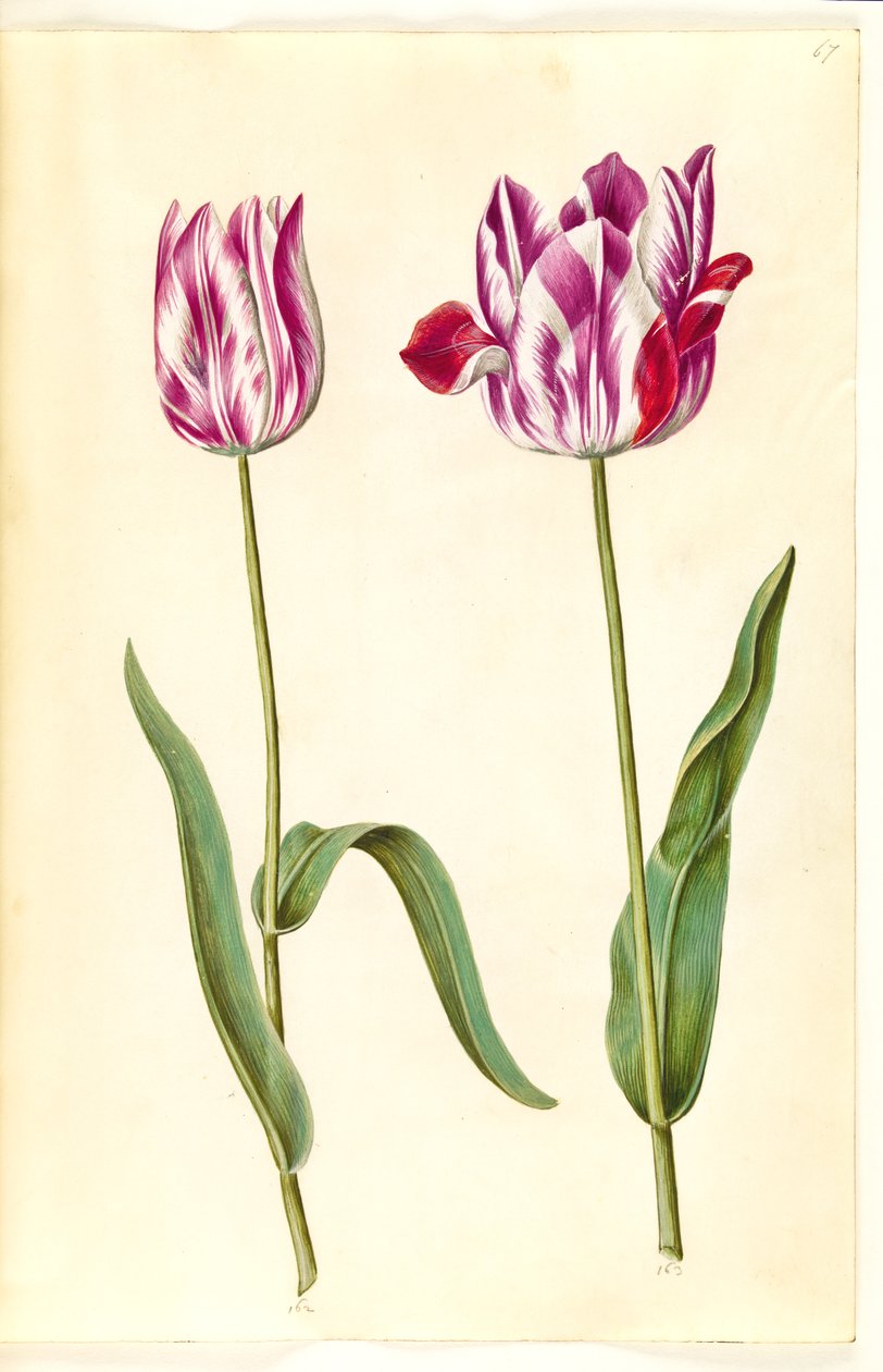 Tulipa gesneriana (tulipan) autorstwa Hans Simon Holtzbecker