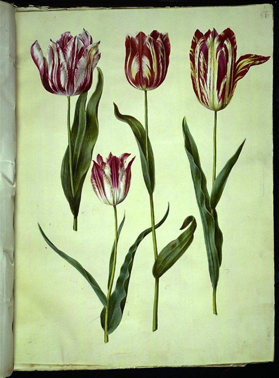 Tulipa gesneriana (tulipan) autorstwa Hans Simon Holtzbecker