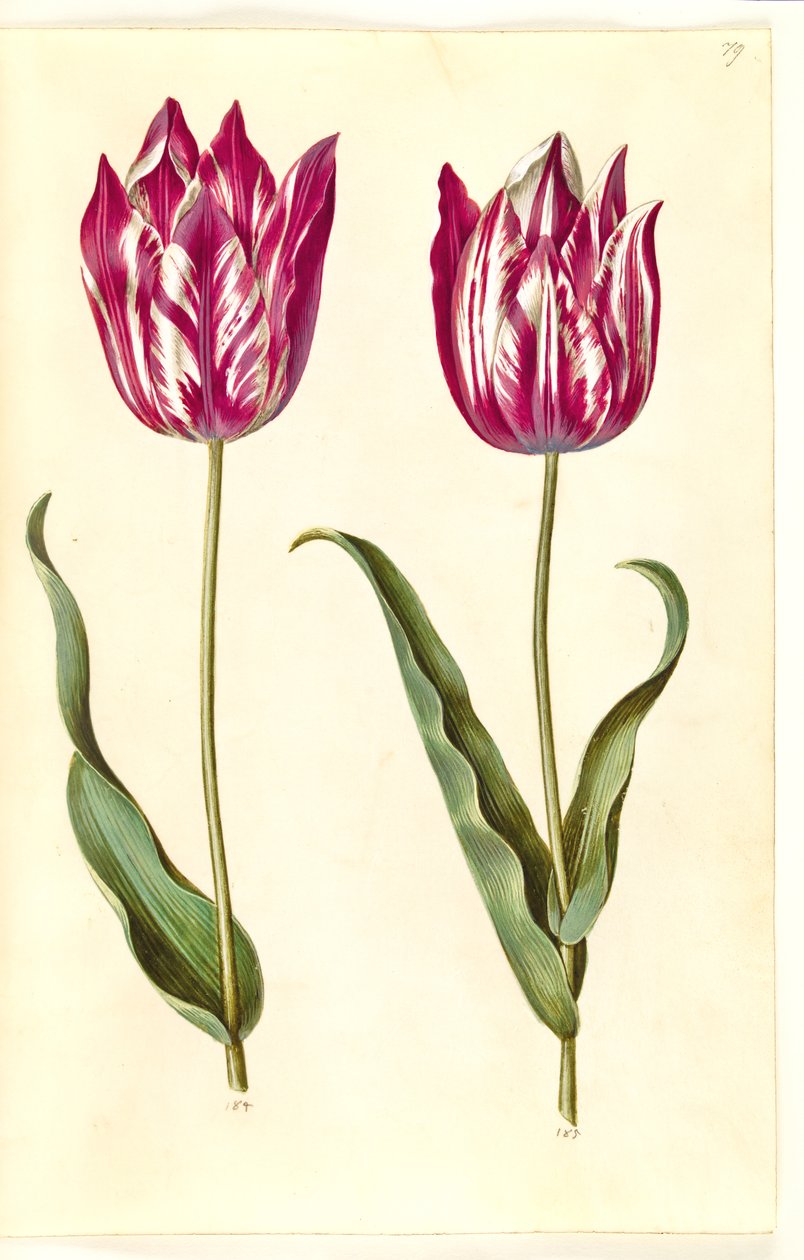Tulipa gesneriana (tulipan) autorstwa Hans Simon Holtzbecker