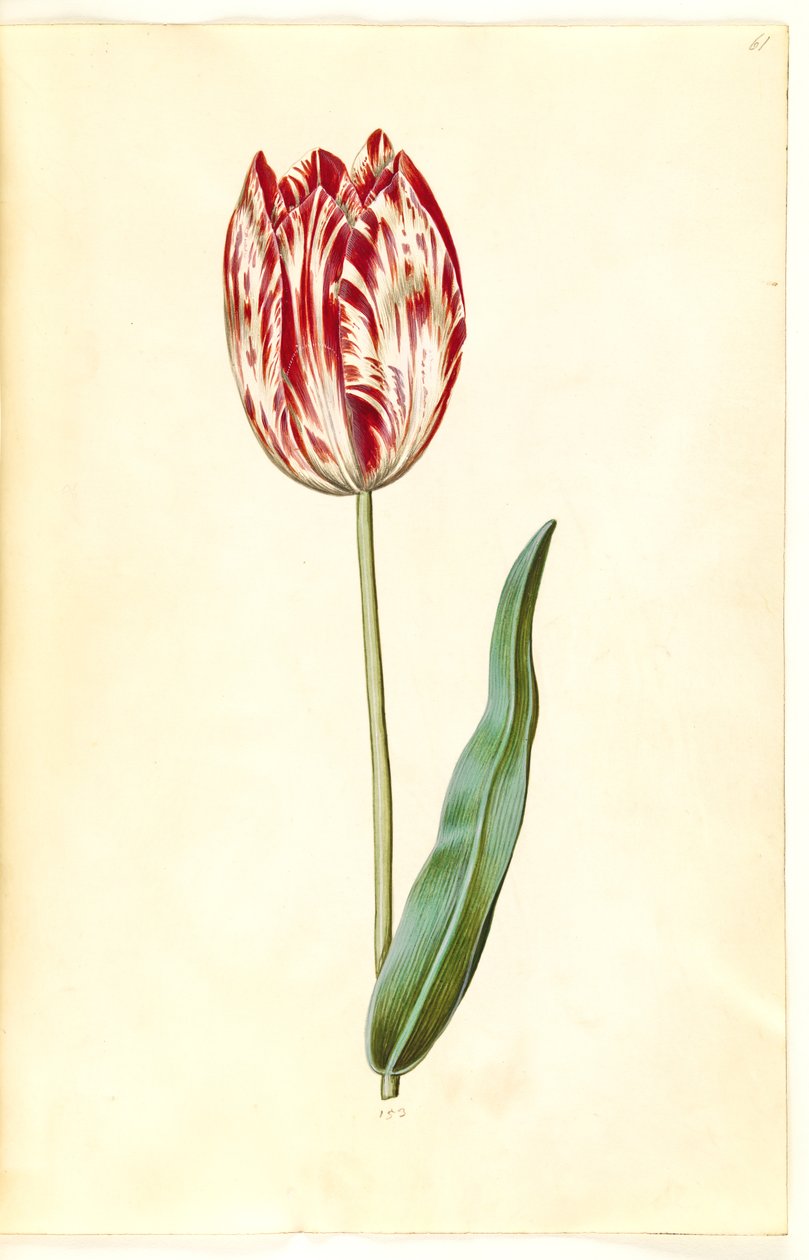 Tulipa gesneriana (tulipan) autorstwa Hans Simon Holtzbecker