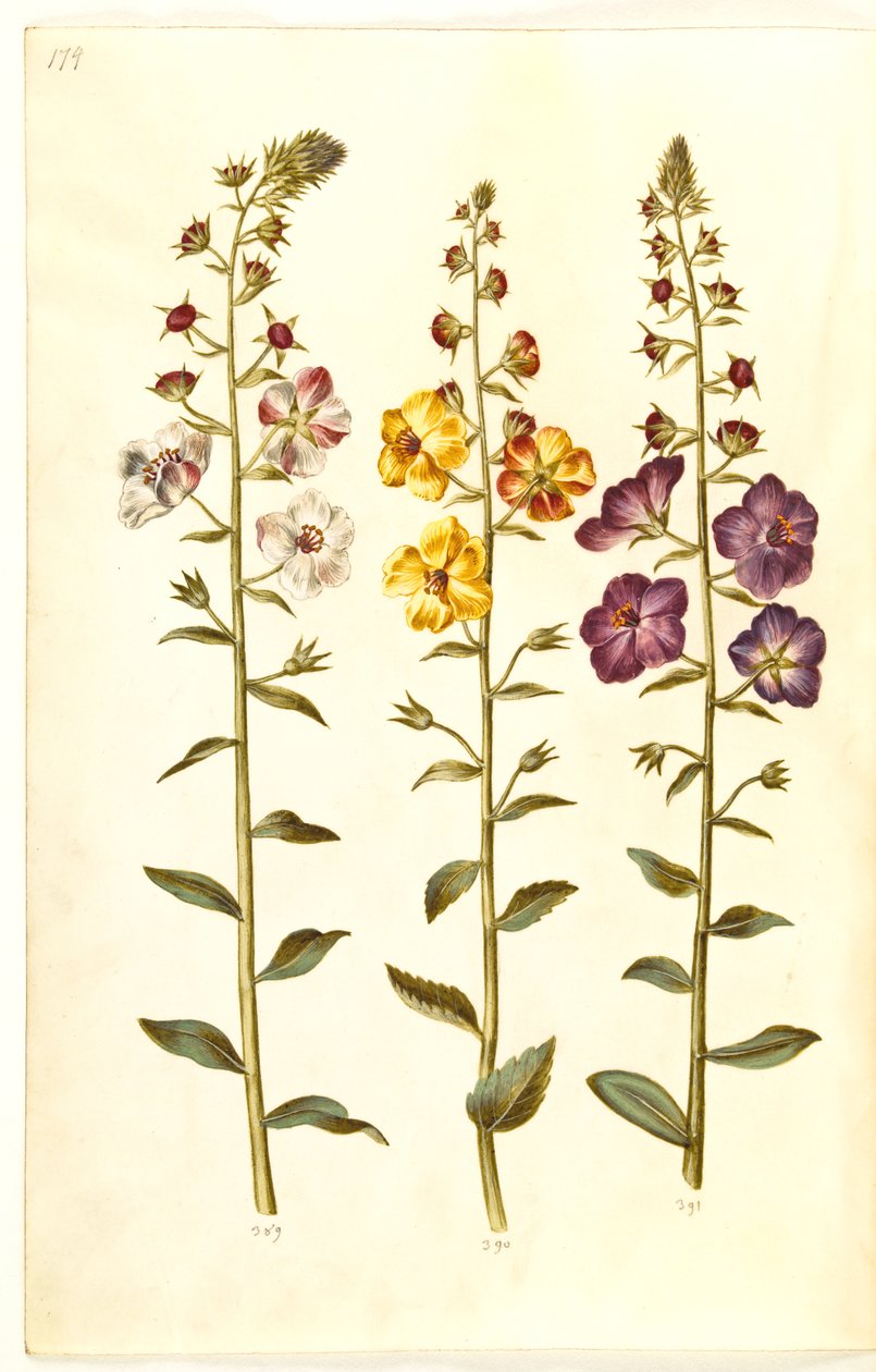 Verbascum blattaria (klase-kongelys); Fenicki verbascum (fioletowy-congelys) autorstwa Hans Simon Holtzbecker