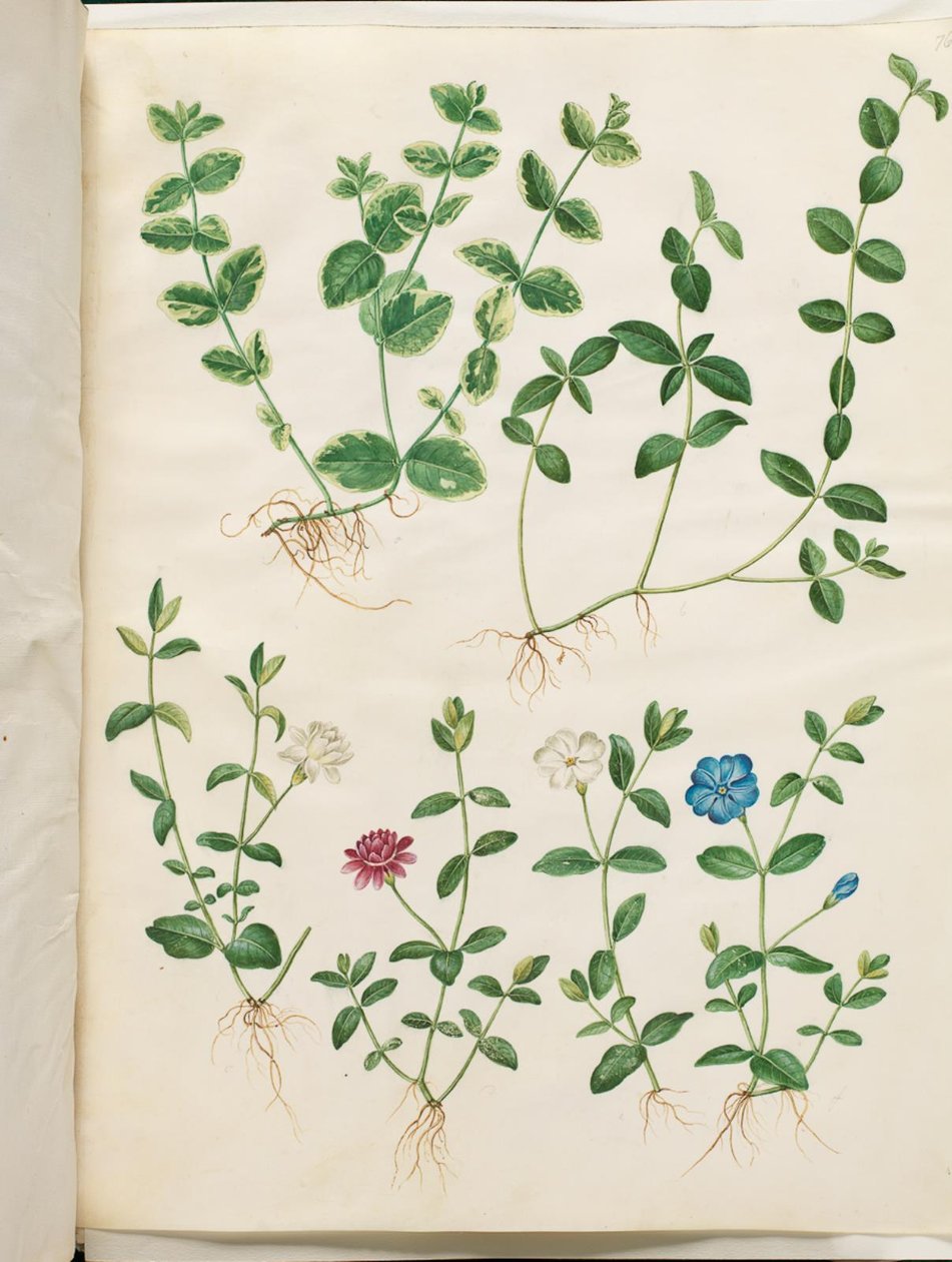 Vinca minor (mało zimozielone) autorstwa Hans Simon Holtzbecker