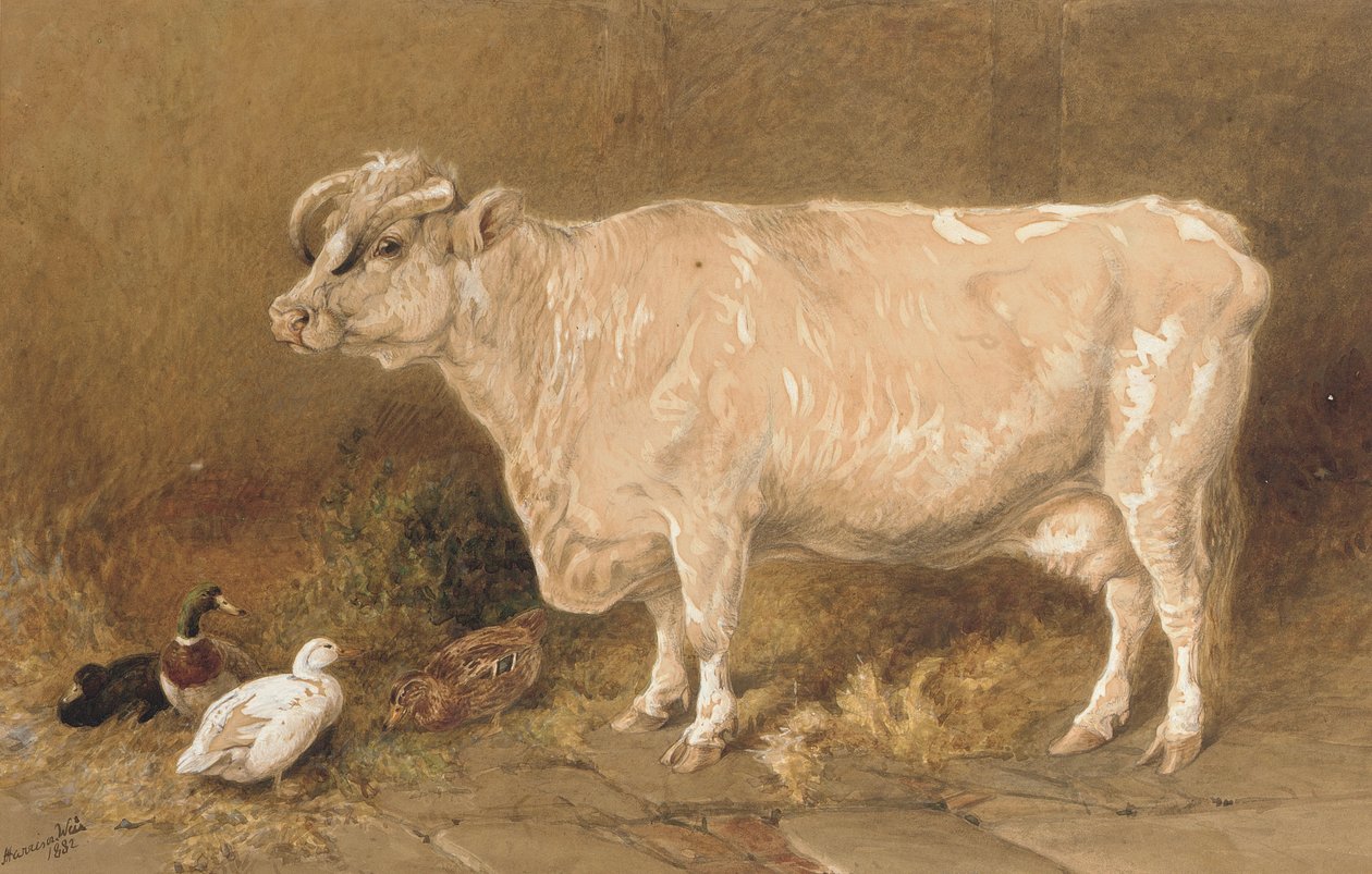 Krowa z kaczkami w stodole autorstwa Harrison William Weir