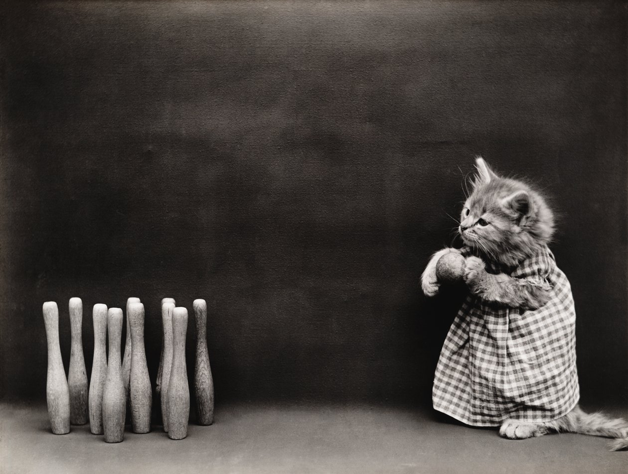 Seria Kitties: Kręgle, ok. 1914 (srebrna odbitka) autorstwa Harry Whittier Frees