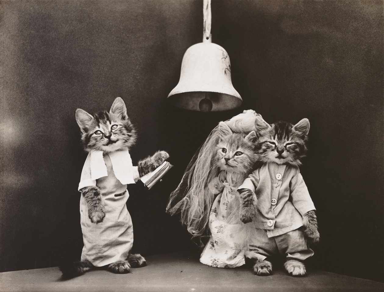 Seria Kociaki: Ślub, ok. 1914 r. (odbitka srebrna) autorstwa Harry Whittier Frees