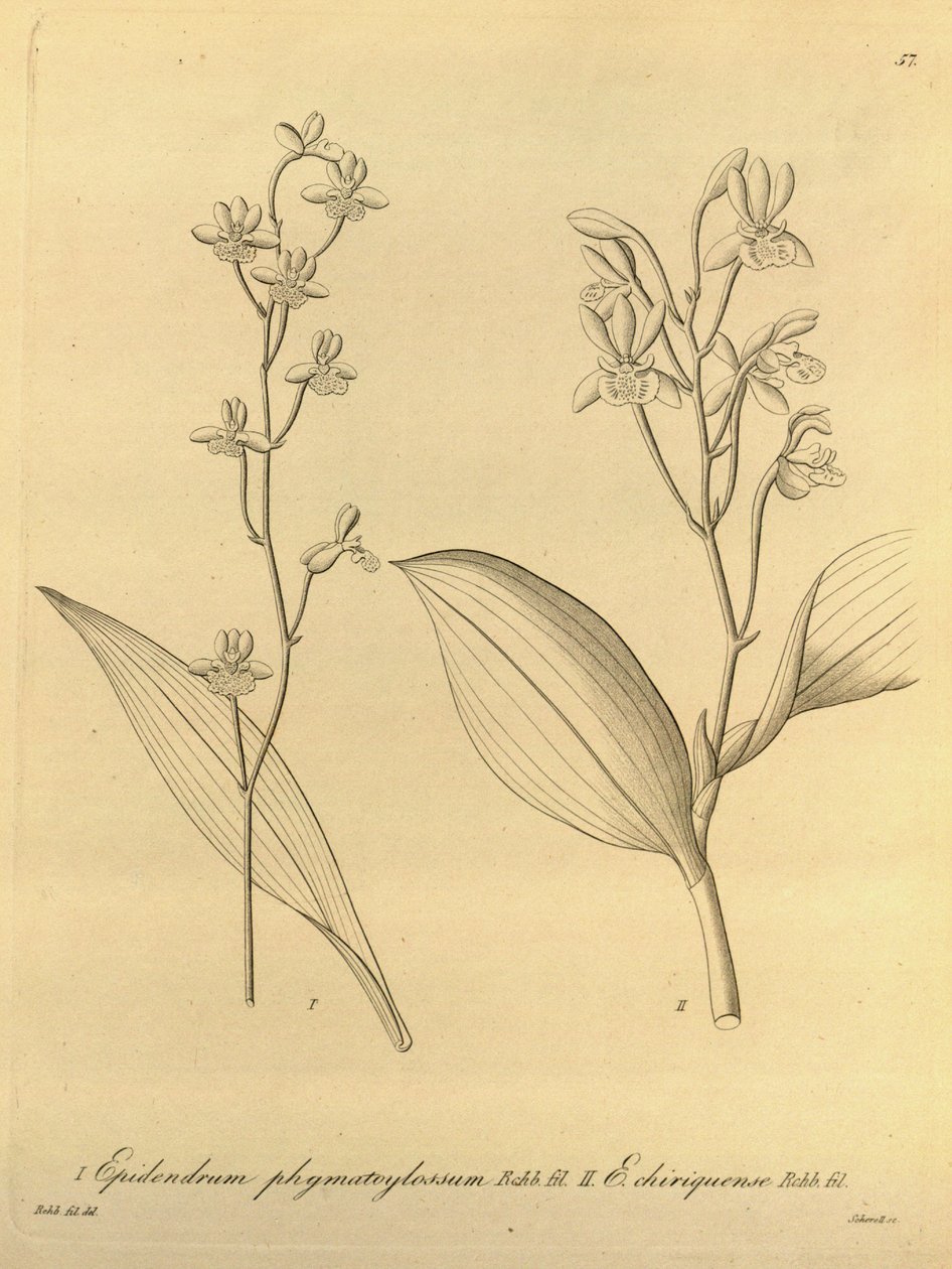 Ilustracja Prosthechea varicosa (jako syn. Epidendrum phymatoglossum i Epidendrum chiriquense) autorstwa Heinrich Gustav Reichenbach