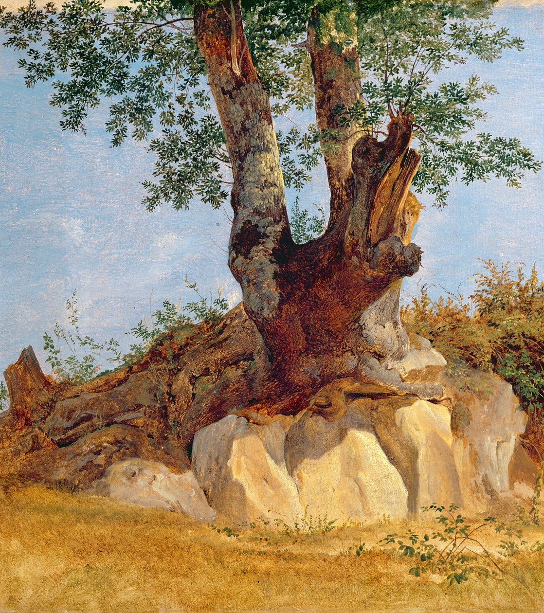 Drzewo w Kampanii, 1822-23 (olej na papierze na płótnie) autorstwa Heinrich Reinhold