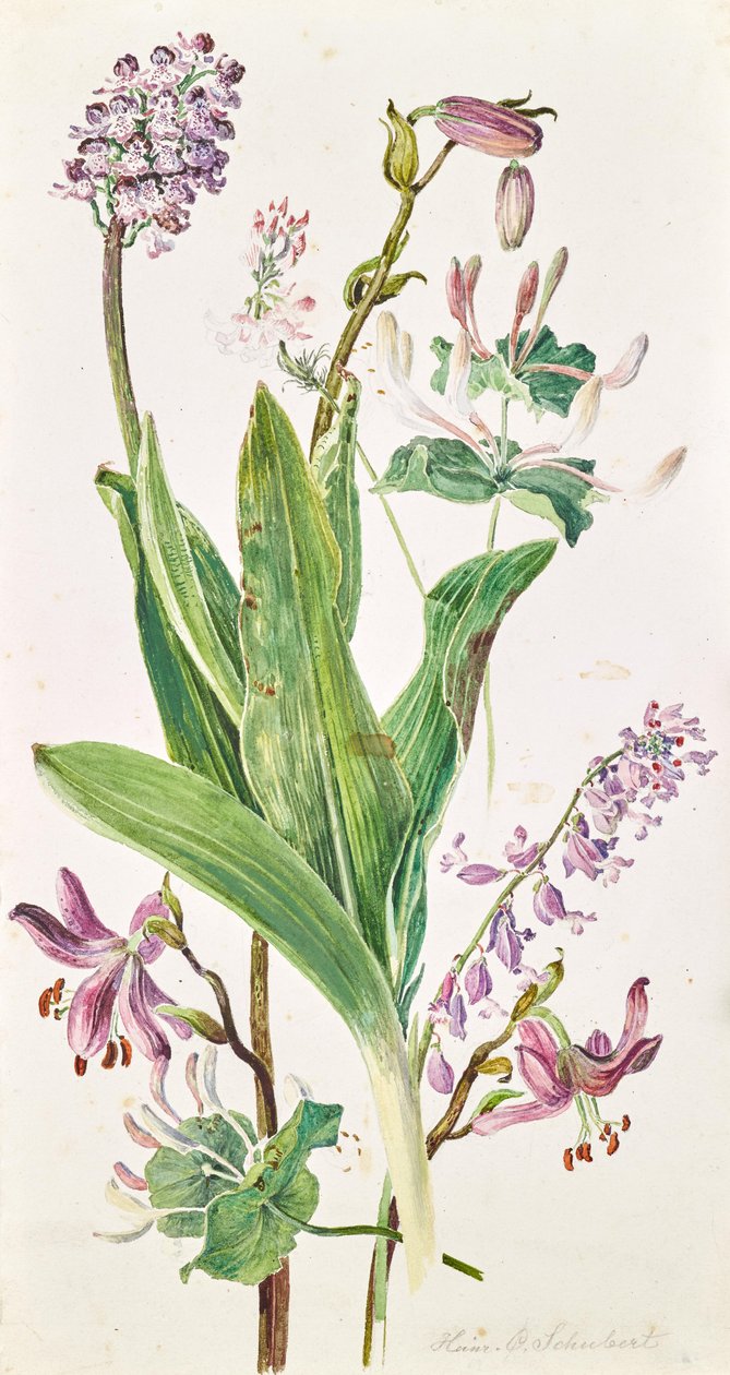 Turkuć podjadek, orchidea, wiciokrzew autorstwa Heinrich Carl Schubert