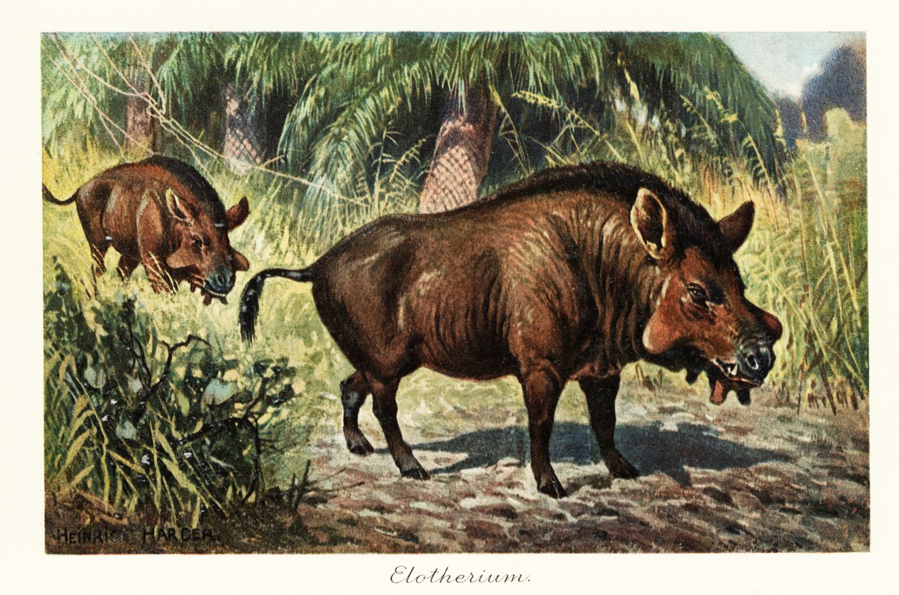 Entelodon, wymarły rodzaj enteledonta parzystokopytnego., 1908 (druk) autorstwa Heinrich Harder