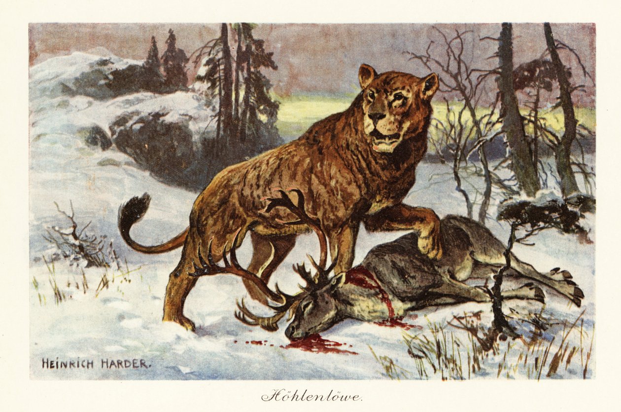 Eurazjatycki lew jaskiniowy, Panthera spelaea., 1908 (druk) autorstwa Heinrich Harder