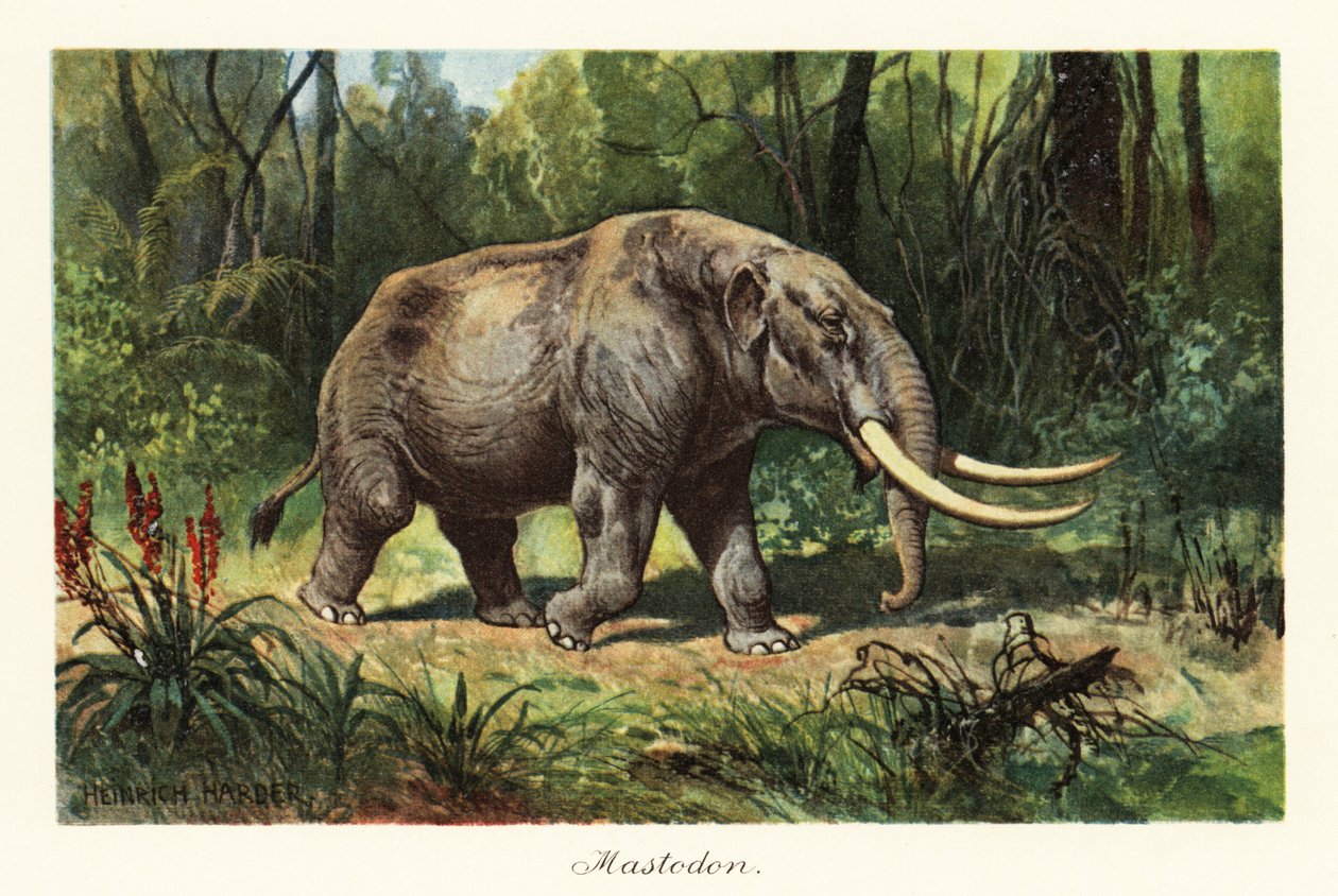 Mastodon wymarłego rodzaju Mammuthus., 1908 (druk) autorstwa Heinrich Harder