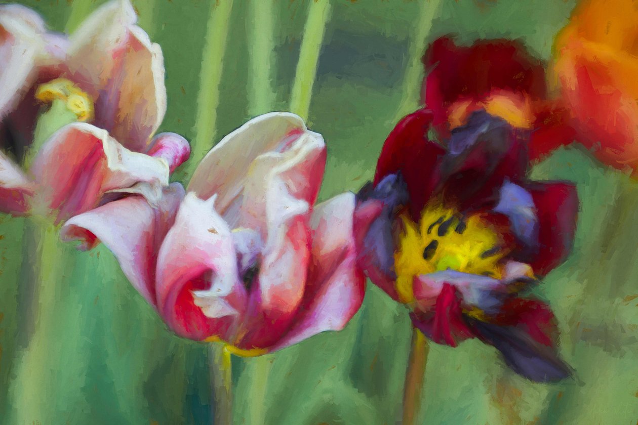Jasne Tulipany, 2018, autorstwa Helen White