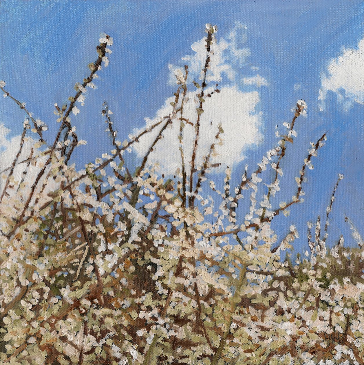 Mayflower, 2012, autorstwa Helen White