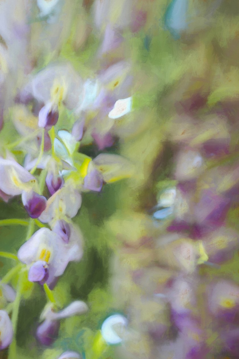 Pod Wisteria, 2018, autorstwa Helen White