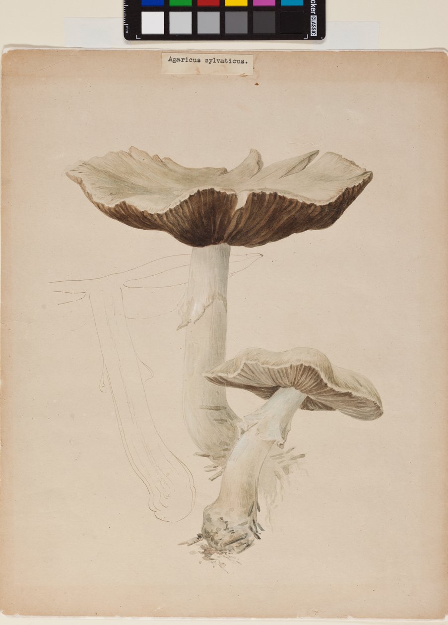 Agaricus Augustus autorstwa Helen Beatrix Potter