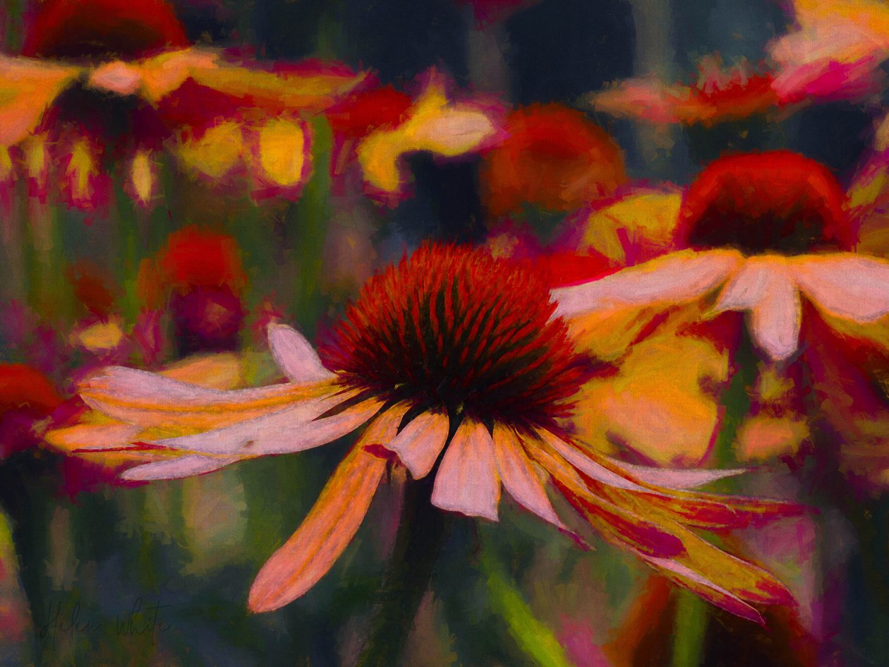 Stokrotka Stokrotka, 2019 autorstwa Helen White