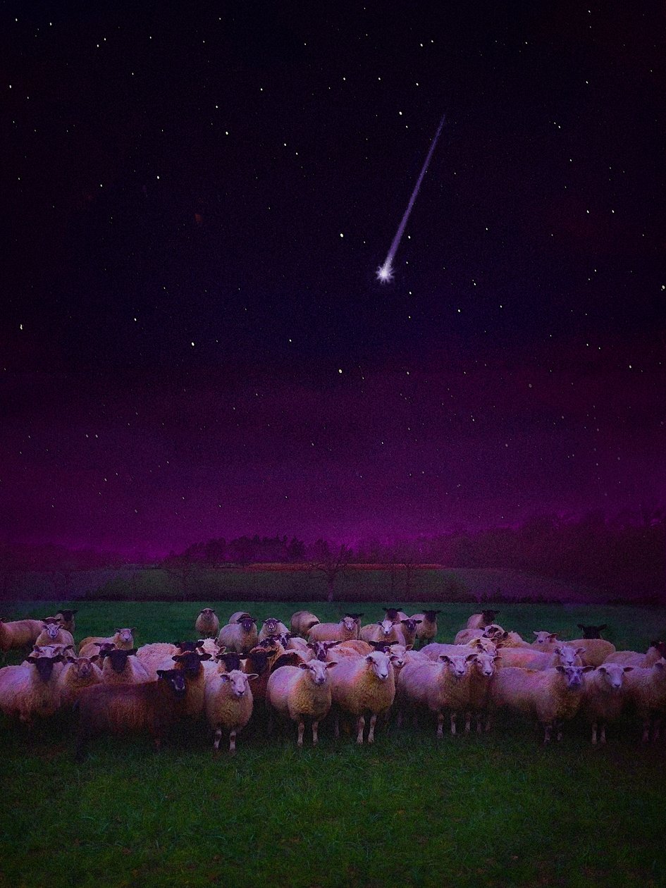 Stado nocą, 2019 autorstwa Helen White