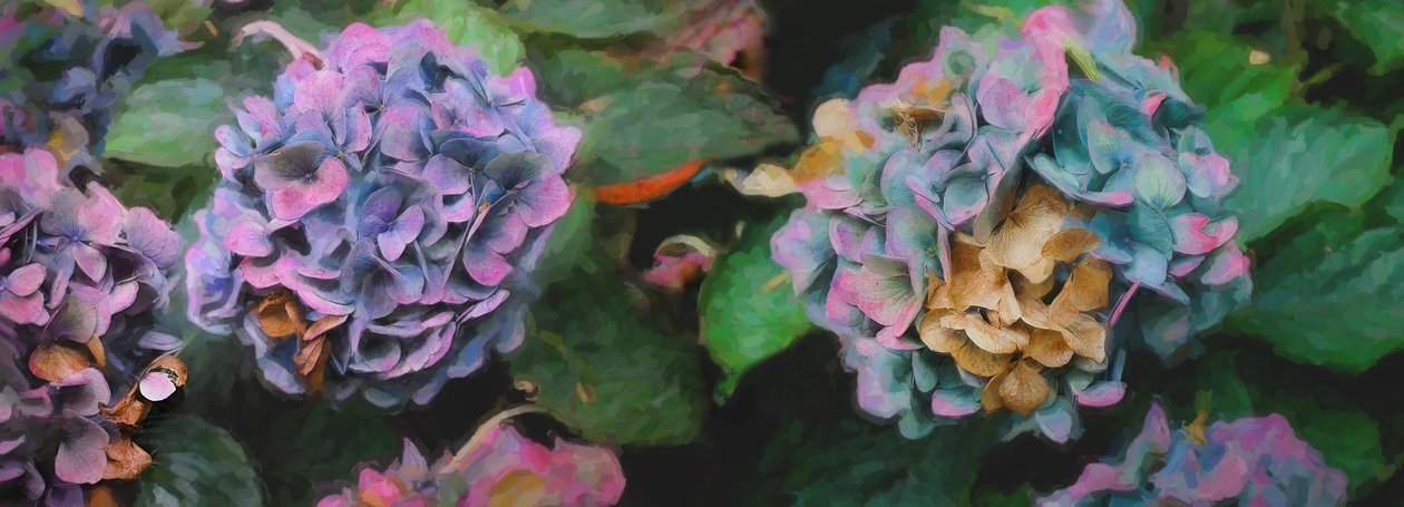 Hortensje, 2018, autorstwa Helen White