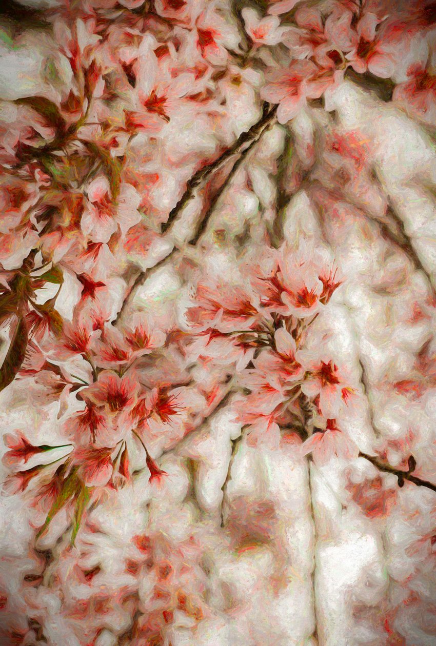 Orientalis, 2020 autorstwa Helen White
