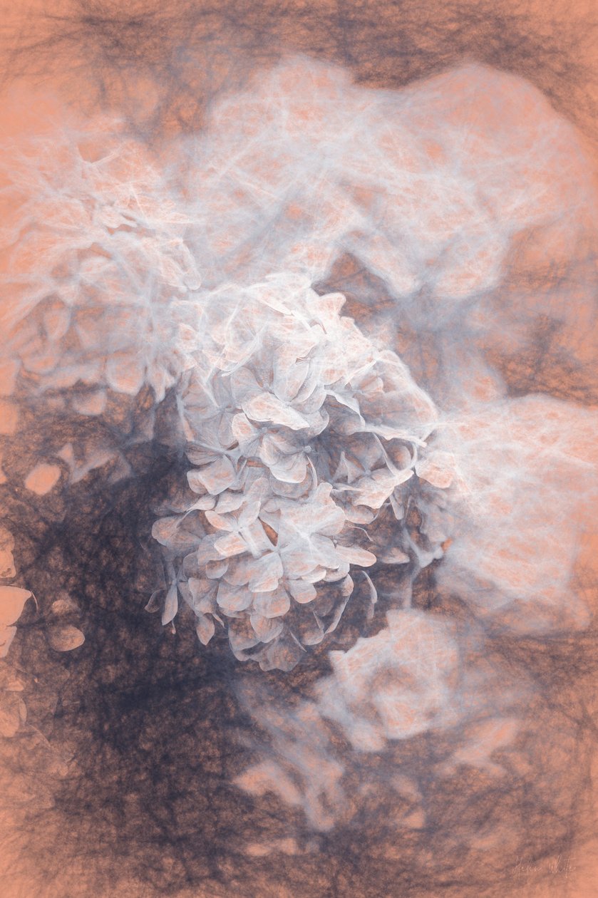 Pastel Hydrangeas، 2018، پولو autorstwa Helen White