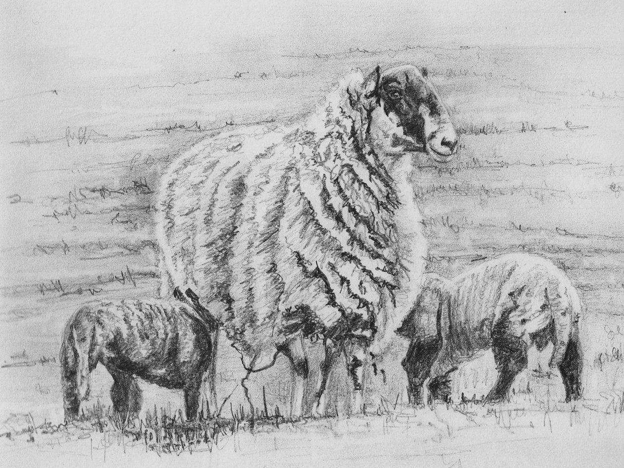 Dumna ewe, 2012, (rysunek ołówkiem) autorstwa Helen White