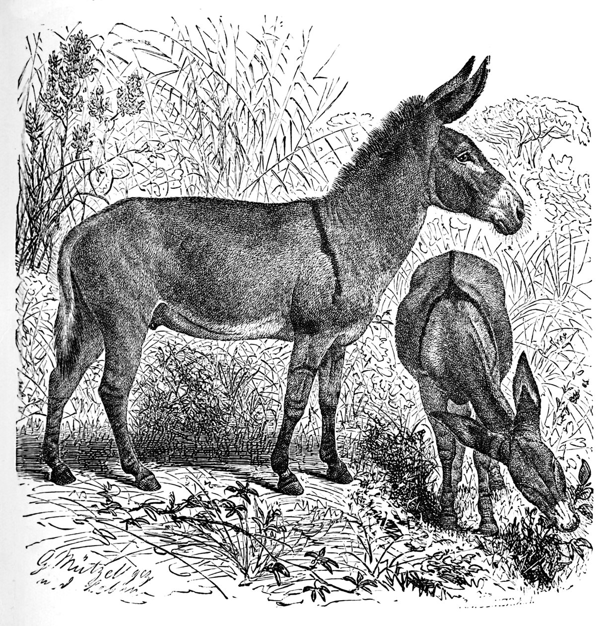 Afrykański dziki osioł, ok. 1900 autorstwa Helena J. Maguire