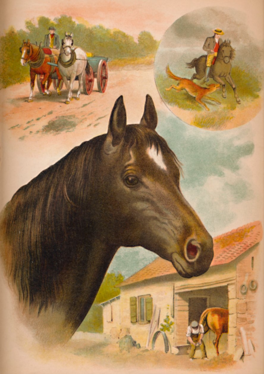 Koń, ok. 1900 autorstwa Helena J. Maguire