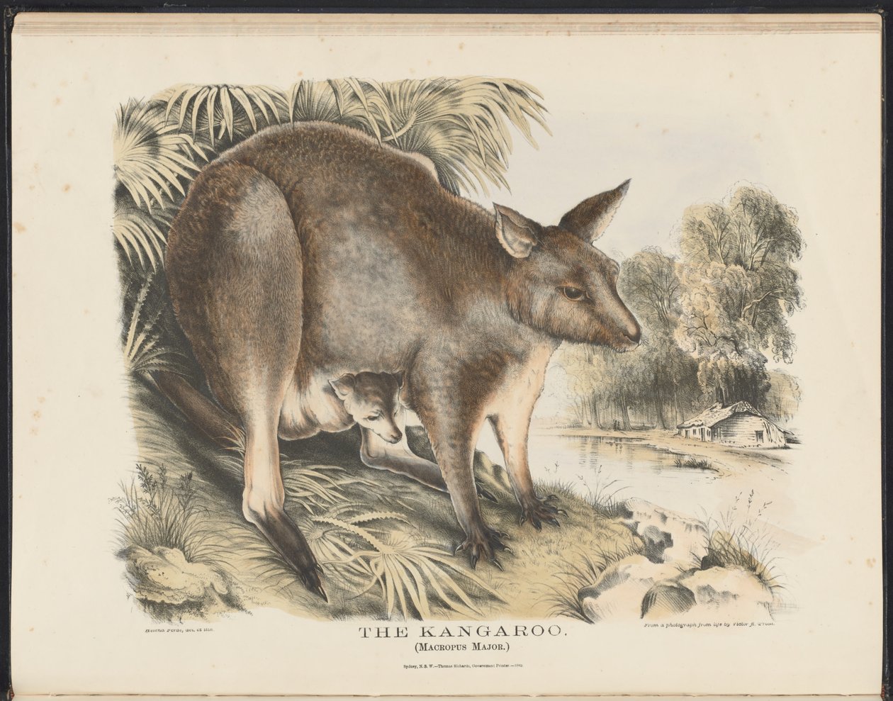 Ssaki Australii (Krefft) Nla.obj-33627803-12 Kangur autorstwa Helena Scott