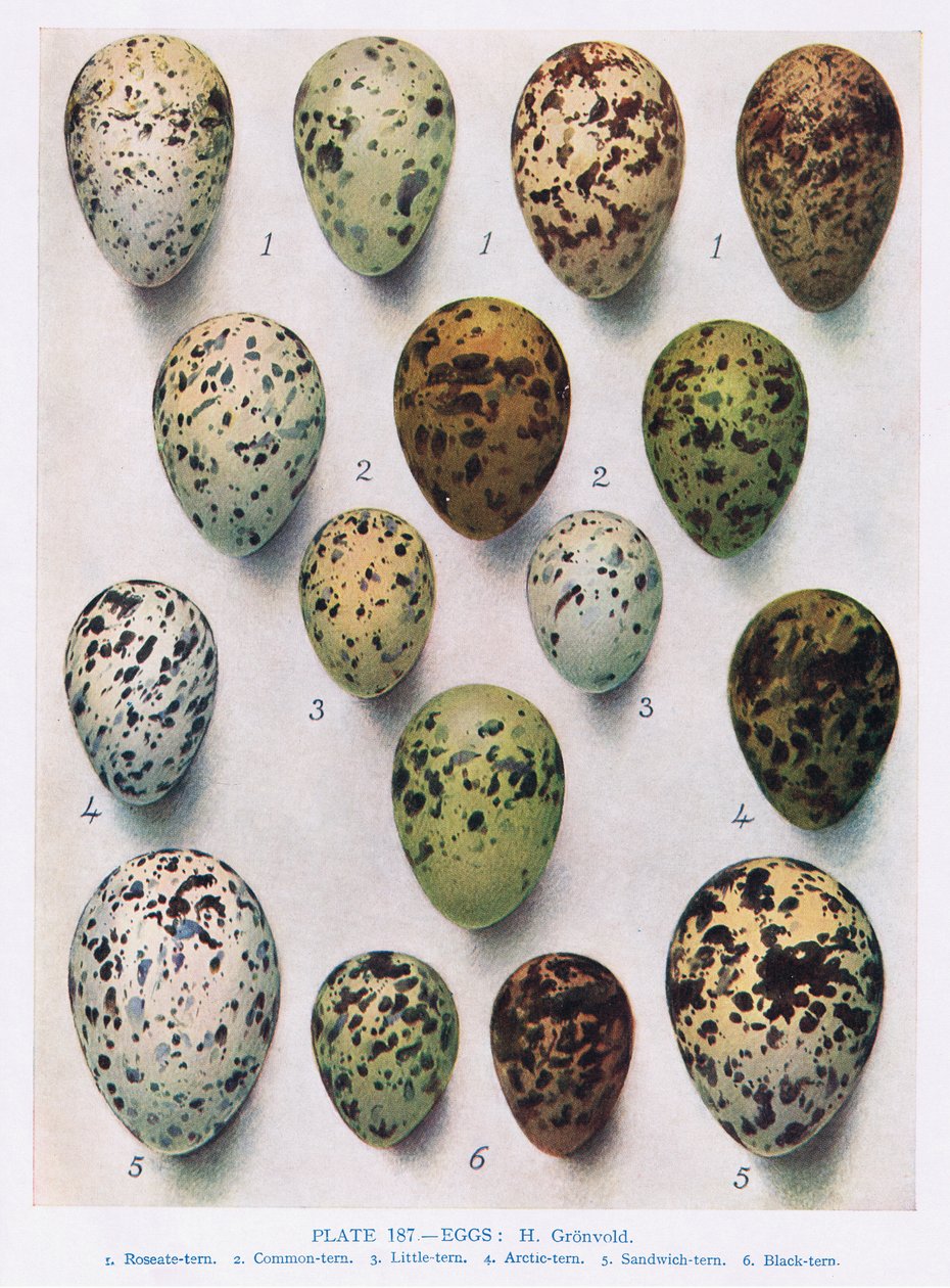 Jaja: Guillemot: itp., ilustracja z „British Birds” autorstwa Kirkmana i Jourdaina, 1966 autorstwa Hendrik Gronvold