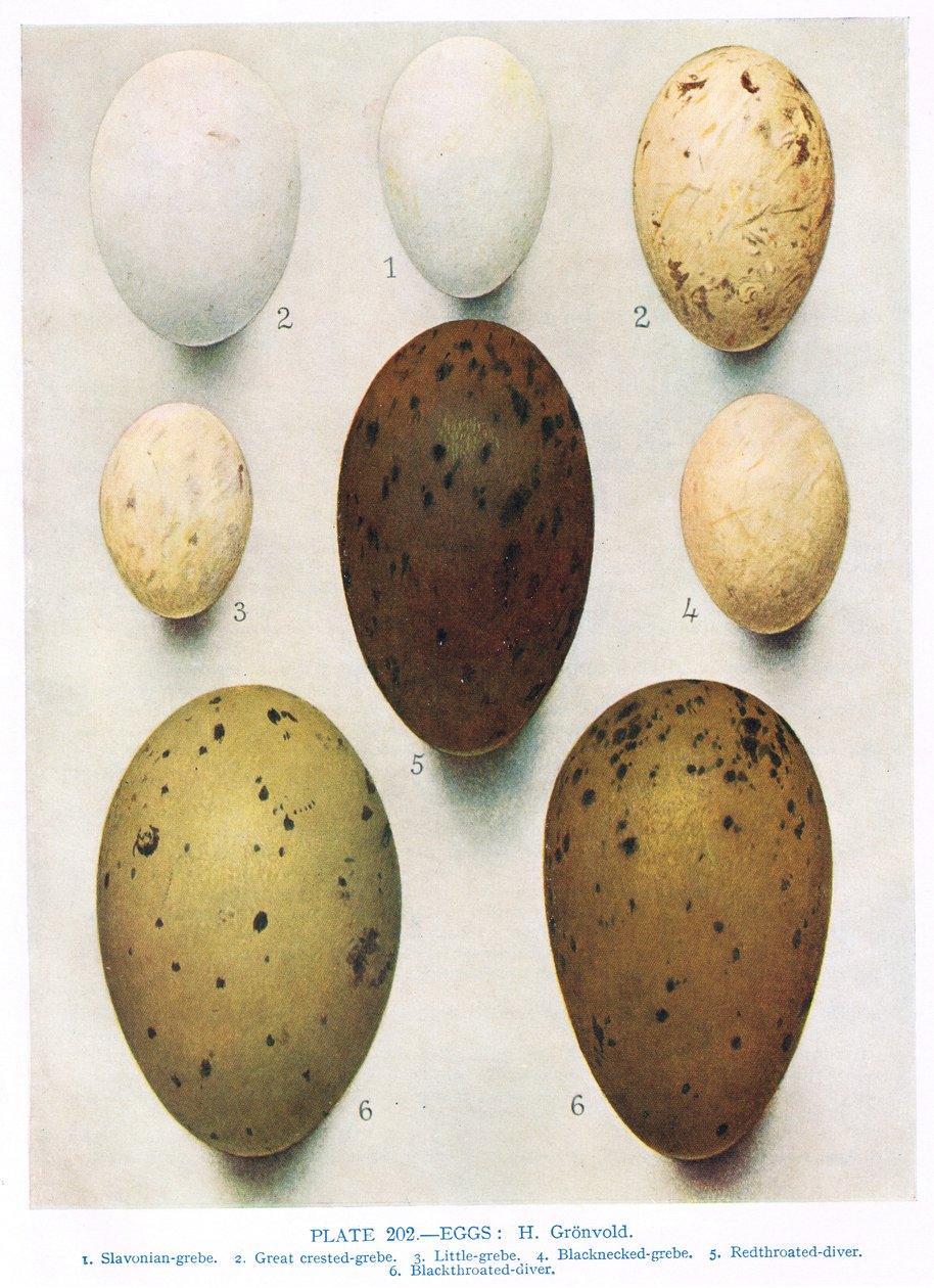 Jaja:Kormoran:itd, ilustracja z "British Birds" Kirkman und Jourdain, 1966 autorstwa Hendrik Gronvold