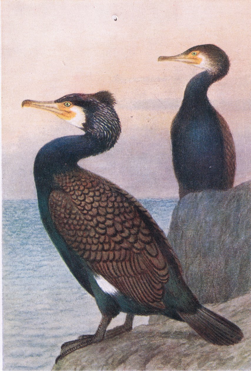 Kormoran, Pocztówki, lata 30. XX w. autorstwa Hendrik Gronvold