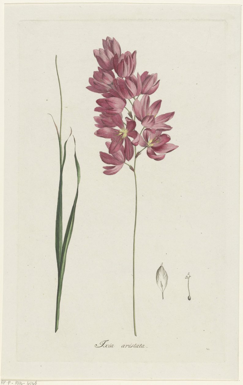 Ixia patens Dziadek Ixia aristata (tytuł na obiekcie) autorstwa Hendrik Schwegman