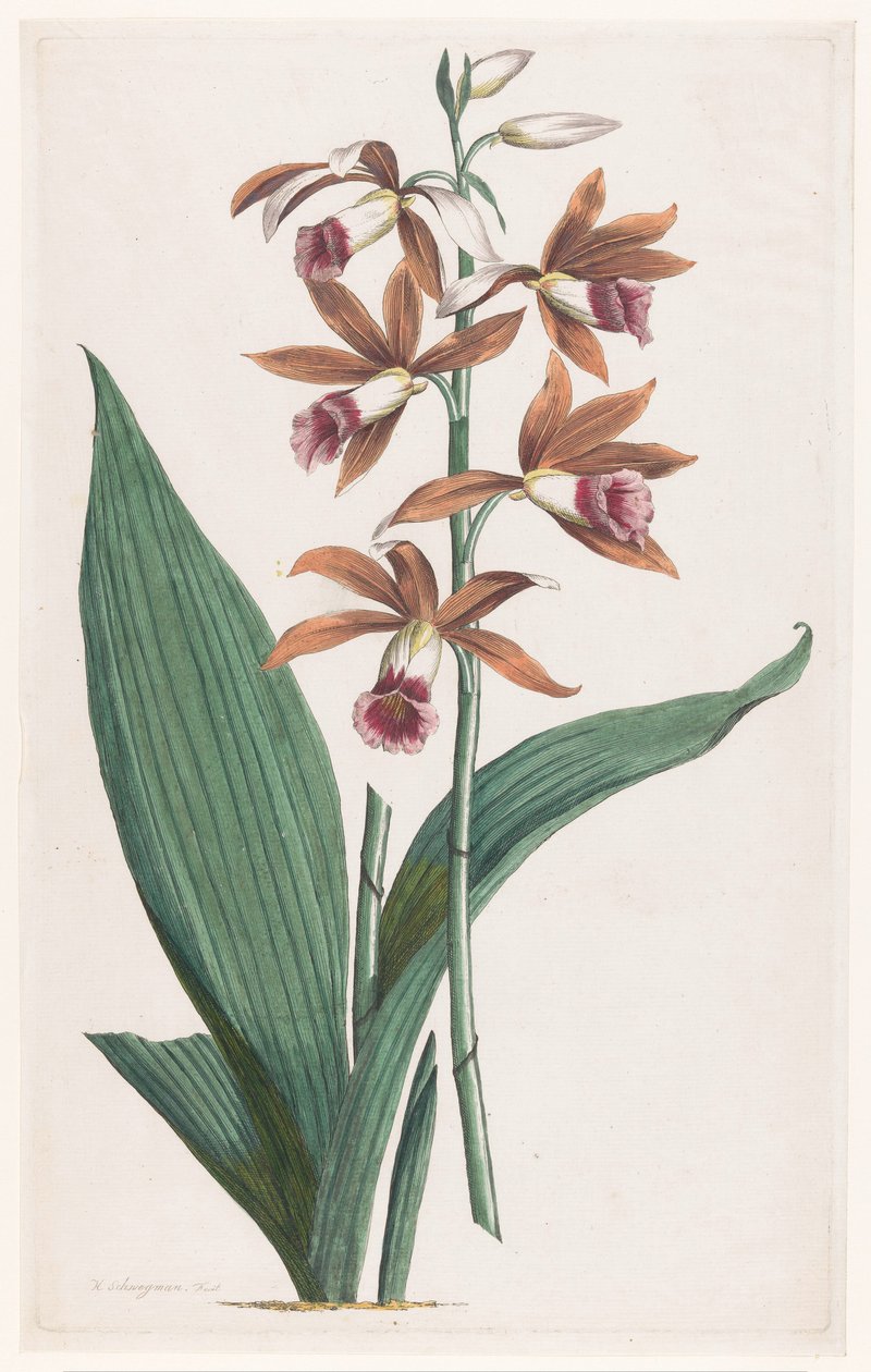 Moerasorchidee Limodorum Tankervilliae (tytuł na obiekcie) autorstwa Hendrik Schwegman
