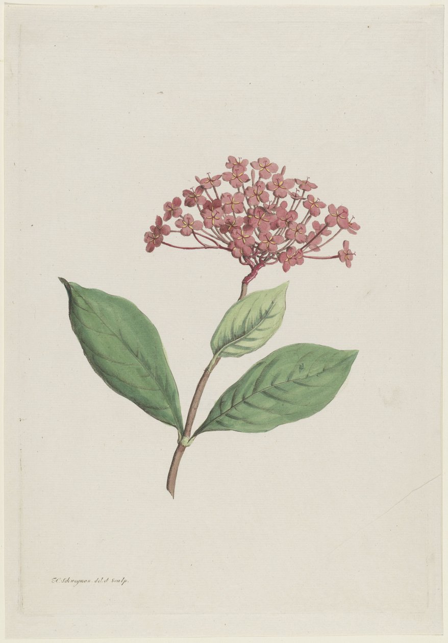 Wiśnia pawia (Ixora coccinea) autorstwa Hendrik Schwegman