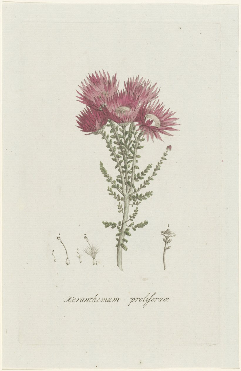 Phaenocoma prolifera Xeranthemum proliferum (tytuł na obiekcie) autorstwa Hendrik Schwegman
