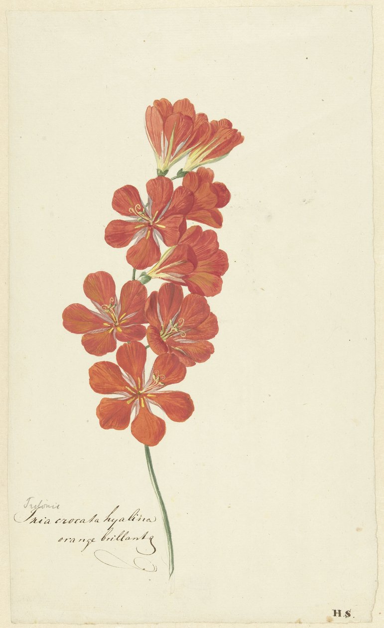 Tritonia Crocata (Płomienna Frezja) autorstwa Hendrik Schwegman
