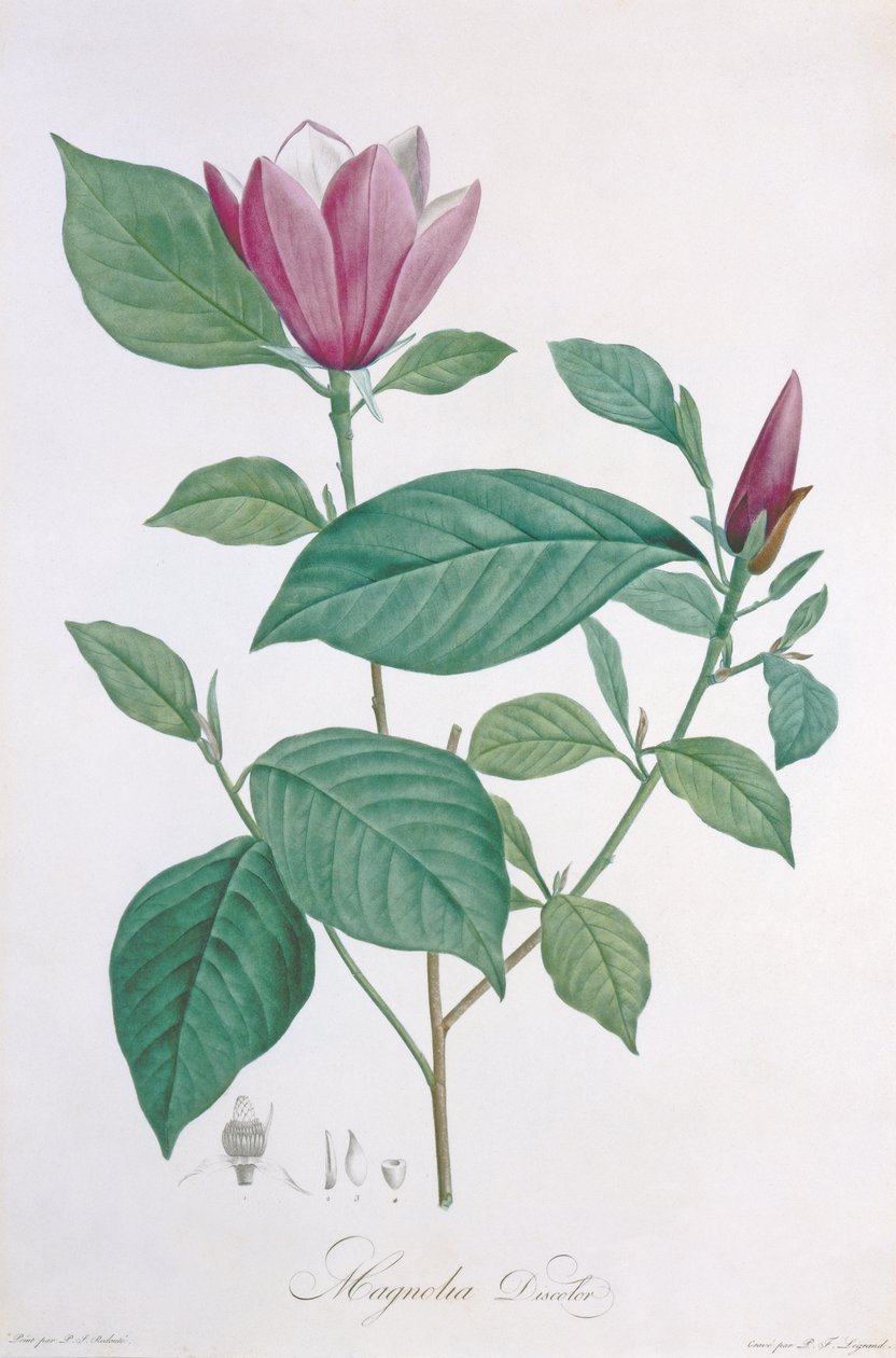 Odbarwienie magnolii, grawerowane przez Legrand autorstwa Pierre Joseph Redouté