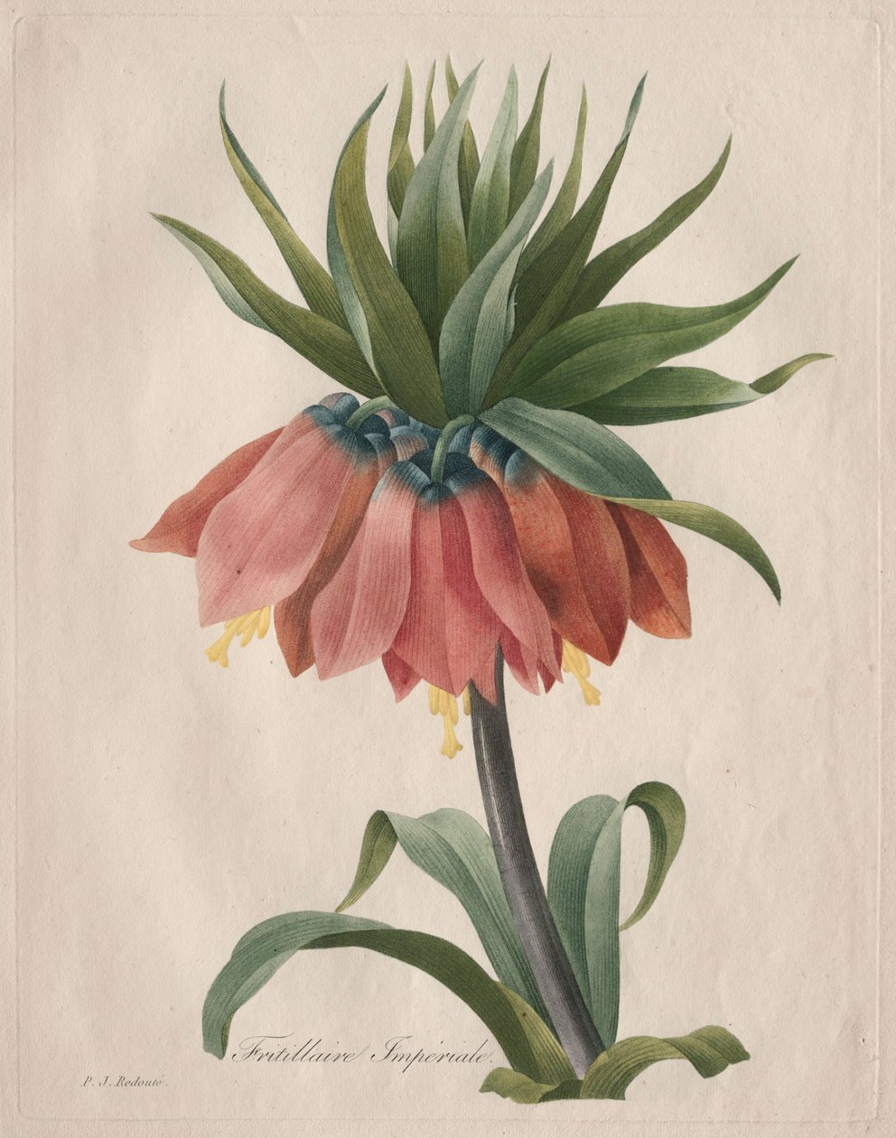 Korona Cesarska Fritillary, 1827. autorstwa Pierre Joseph Redouté
