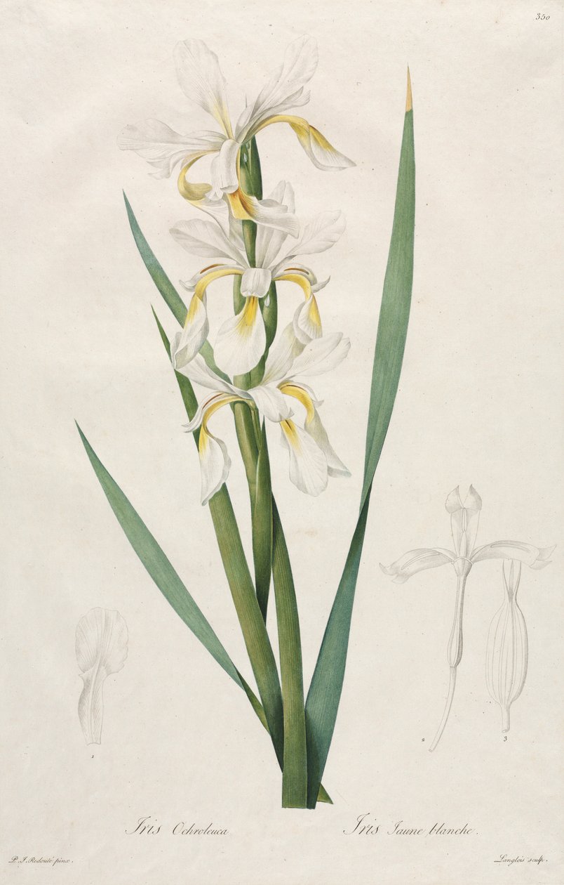 Irys ze złotymi paskami, 1812. autorstwa Pierre Joseph Redouté